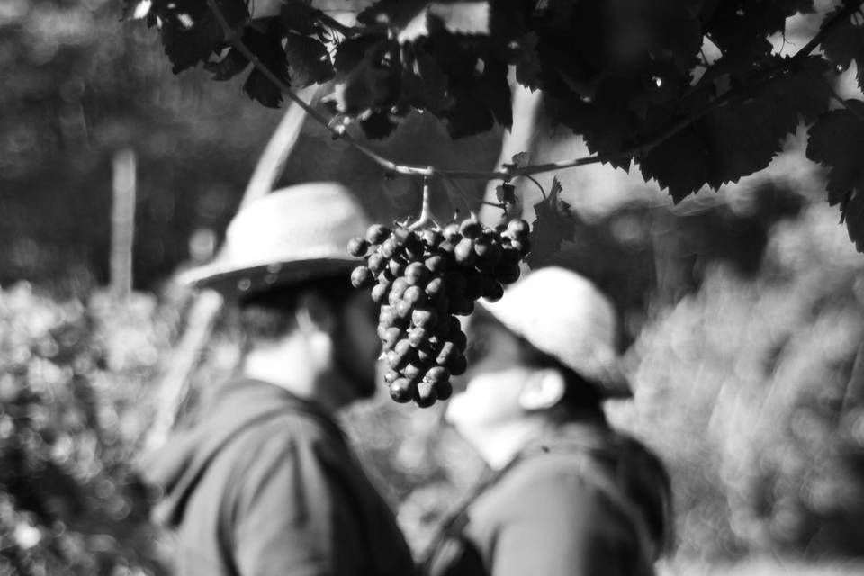 Prematrimonio tra le vigne