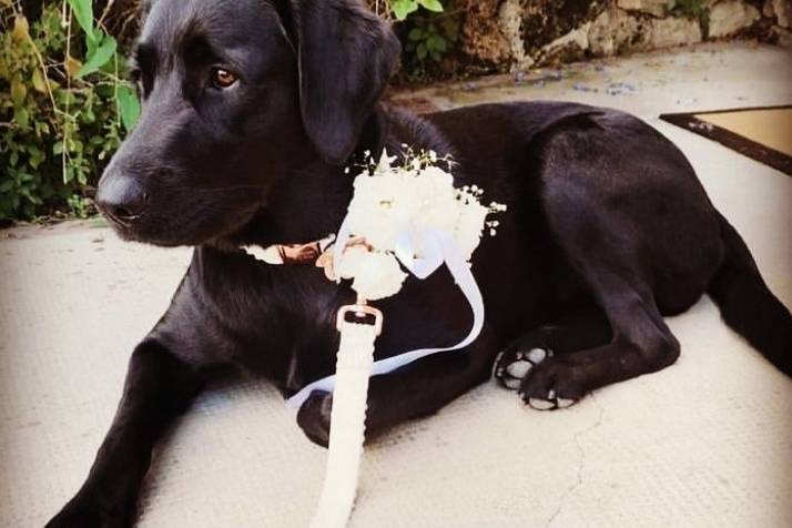 Dog Sitting il tuo migliore amico alle nozze