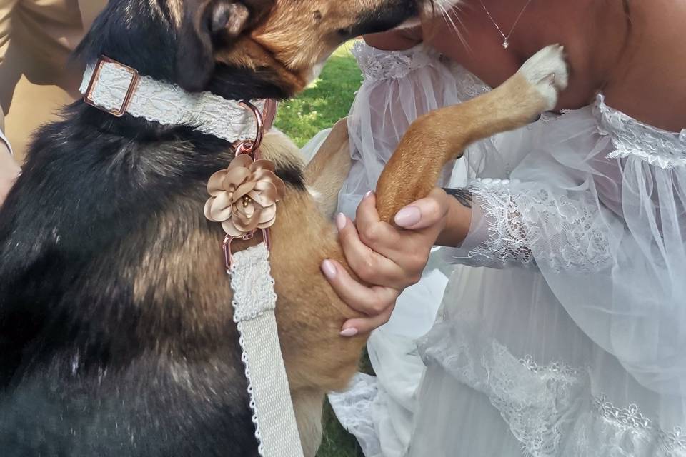 Dog Sitting il tuo migliore amico alle nozze