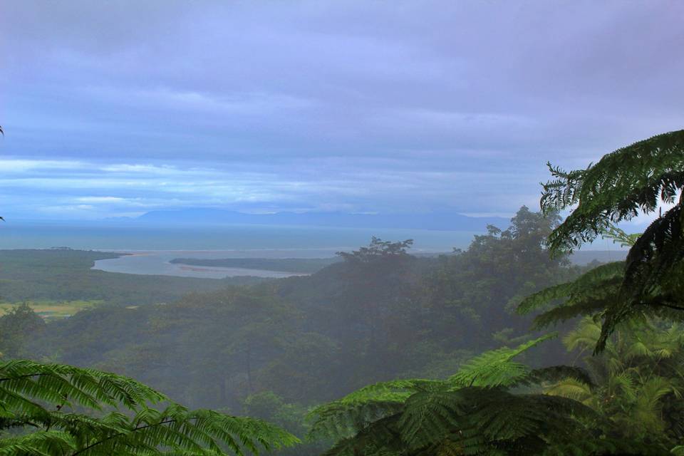 Nebbiosa Rain Forest