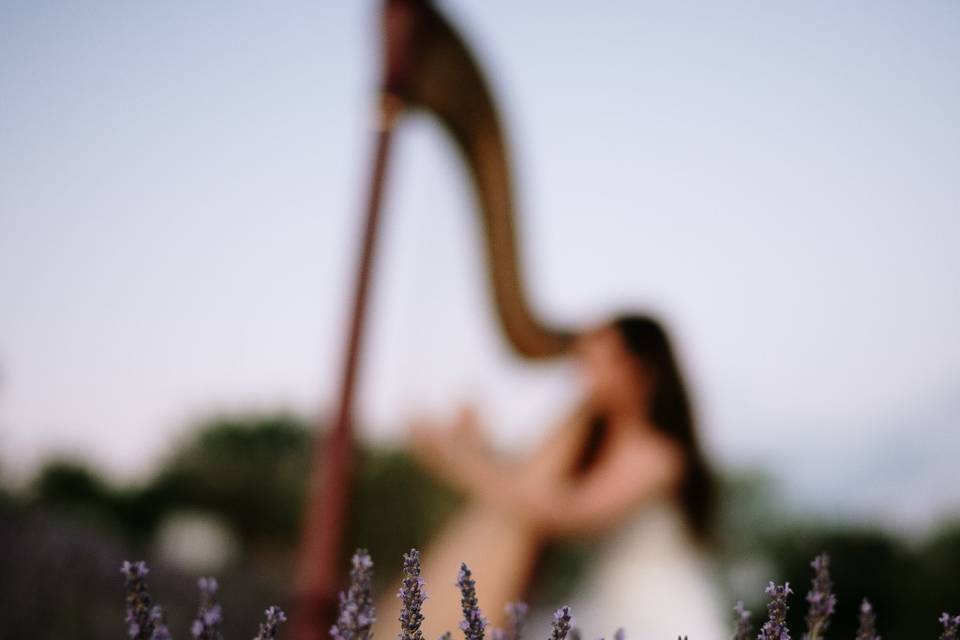 Campo di lavanda