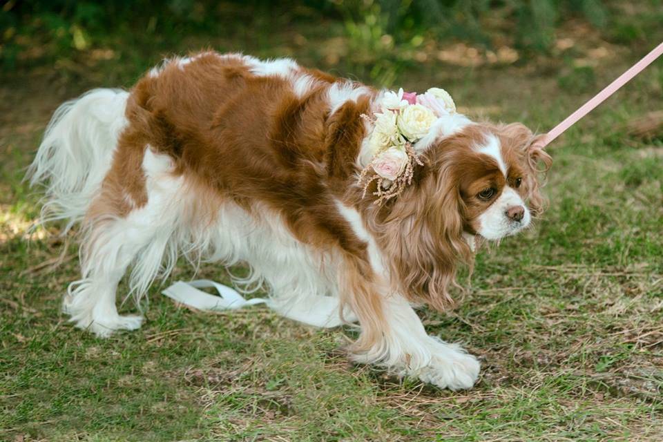 Dog at wedding