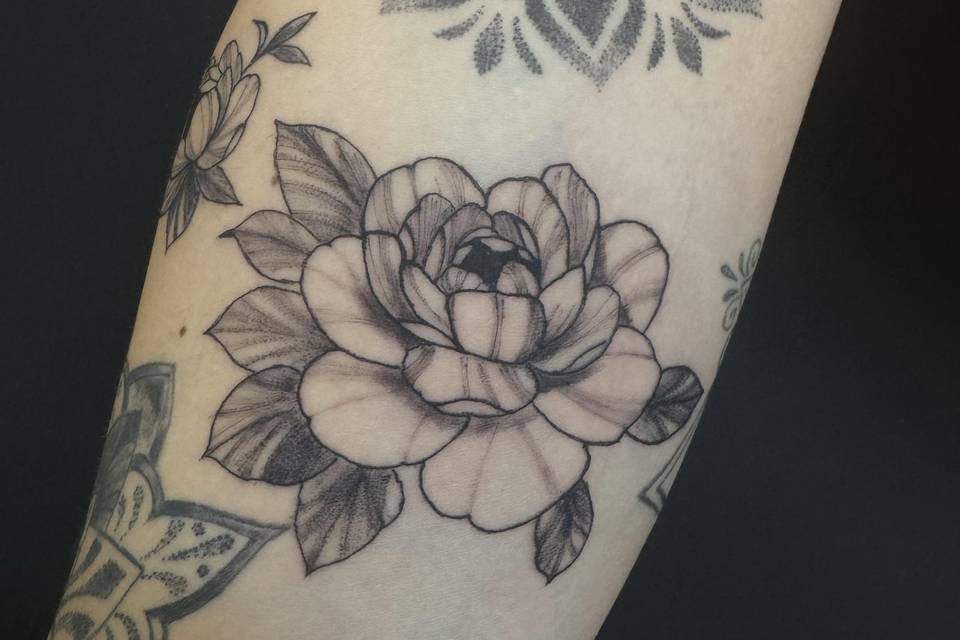 Peonia