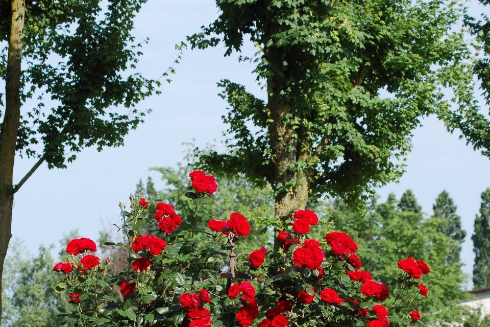 Il pozzo e le rose