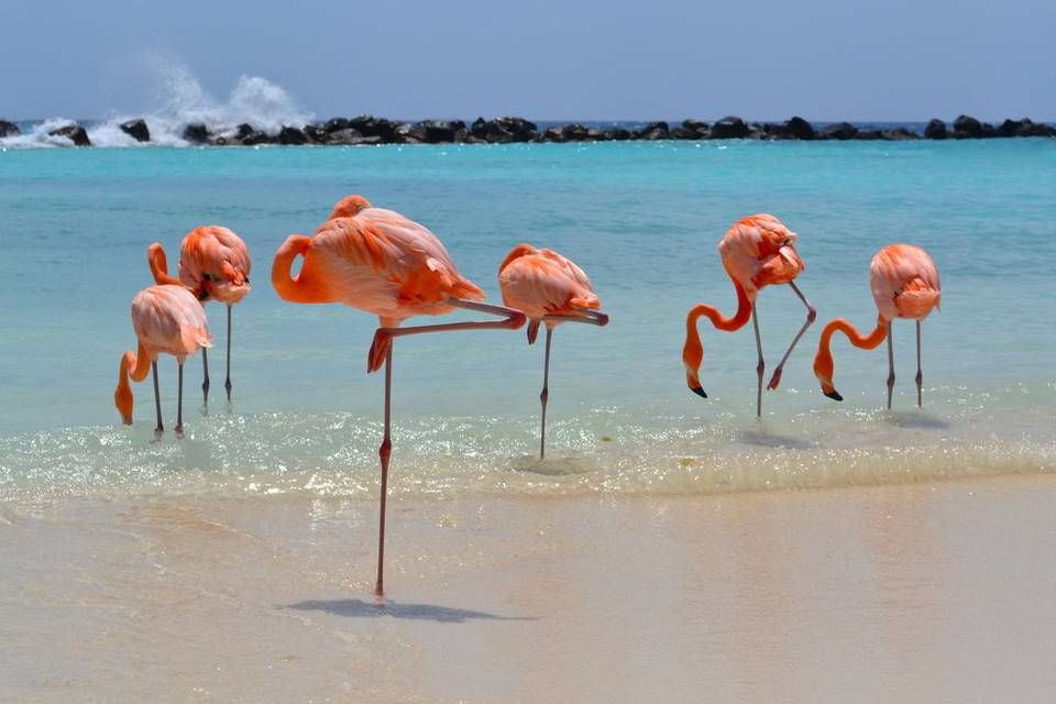 Viaggi Aruba