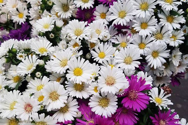 Fiori
