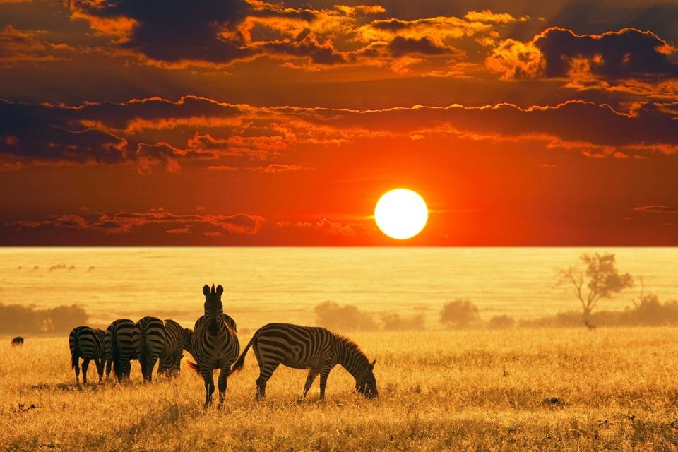 Africa Sunset - Safari