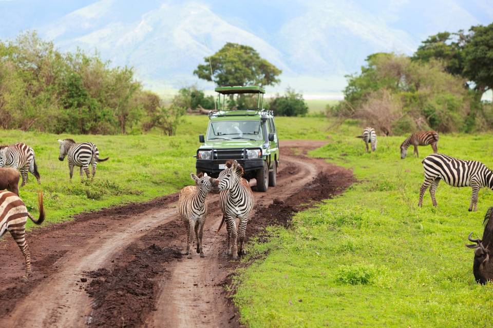 Safari Kenya