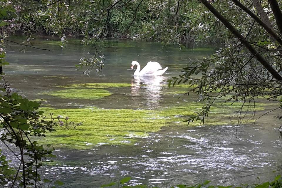 Fauna selvatica del parco