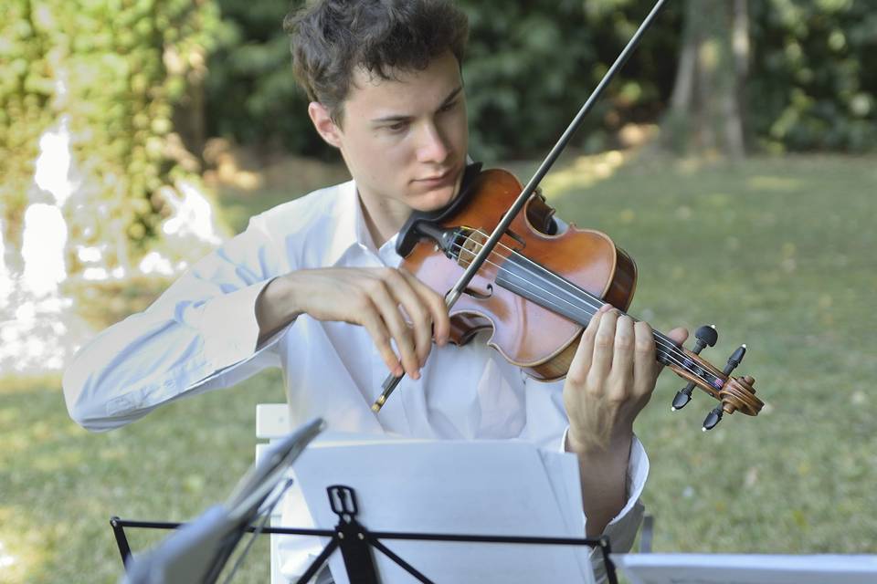 Violino