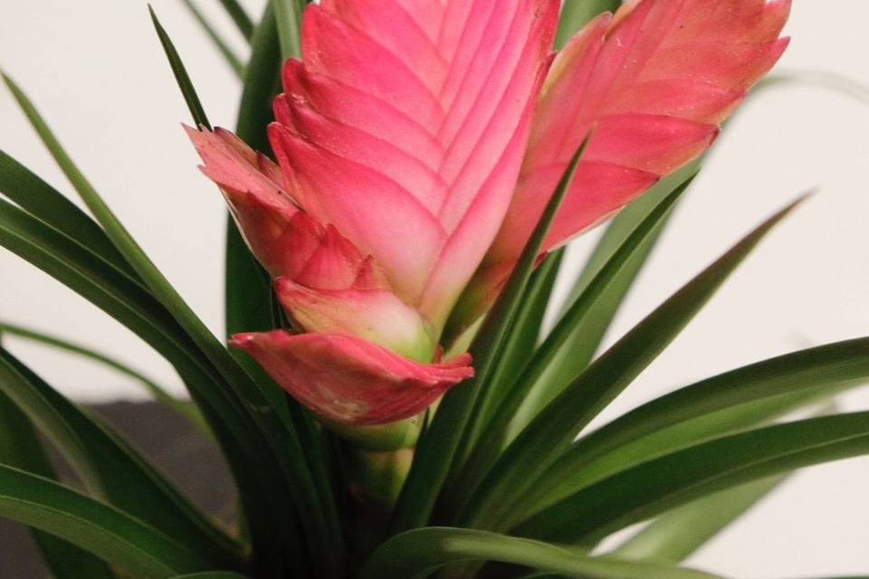 Verde Paradiso
