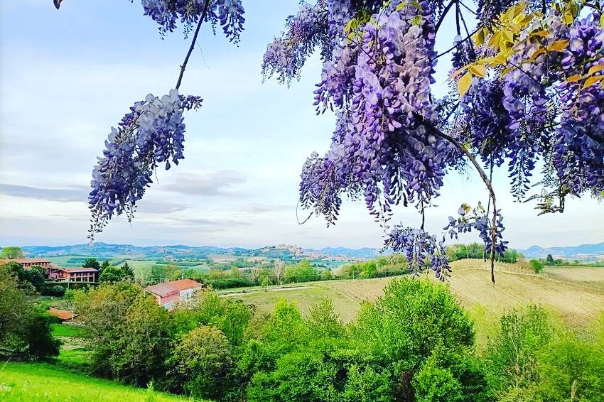 L'Acino d'Uva