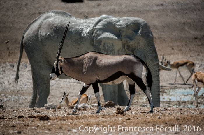 Etosha National Park Namibia