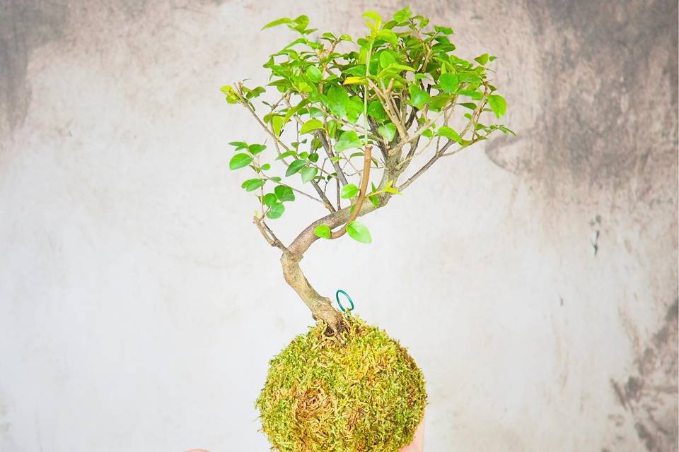 Kokedama Bonsai