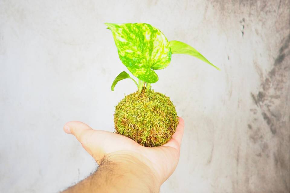 Kokedama Pianta Green