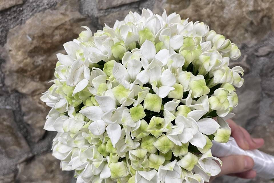 Bouquet bouvardia olandese