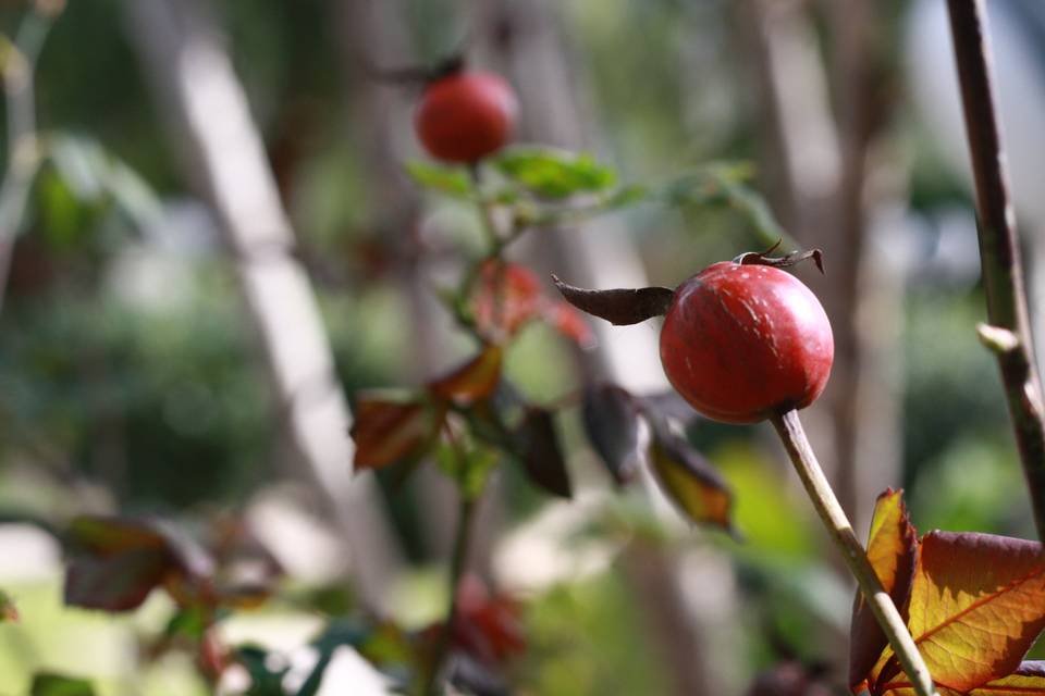 I nostri giardini