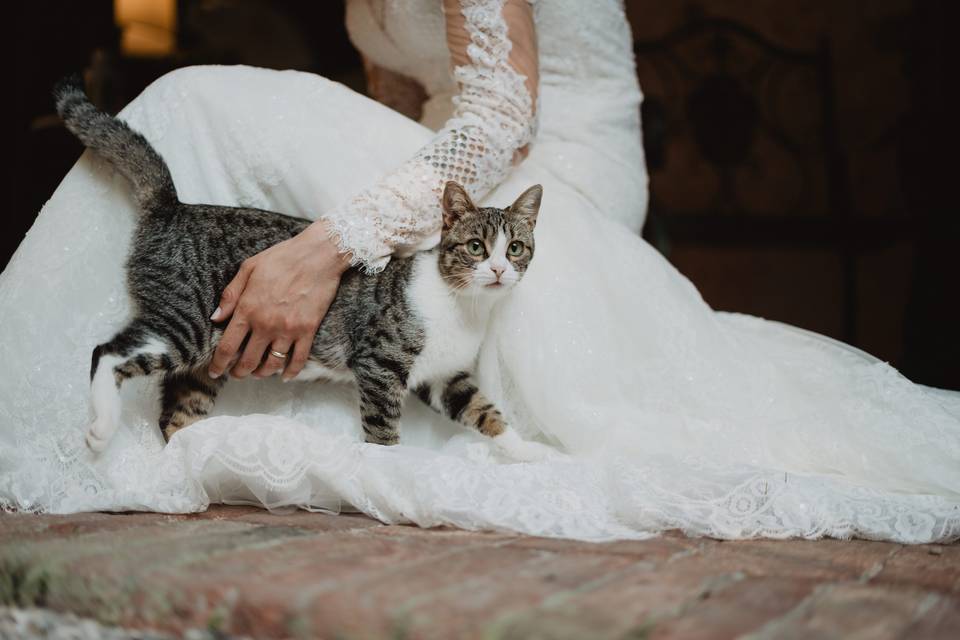 Il gatto della sposa