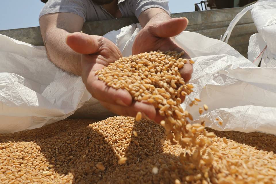 Grano raccolta