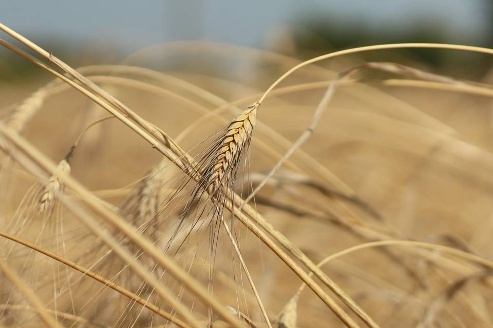 Grano