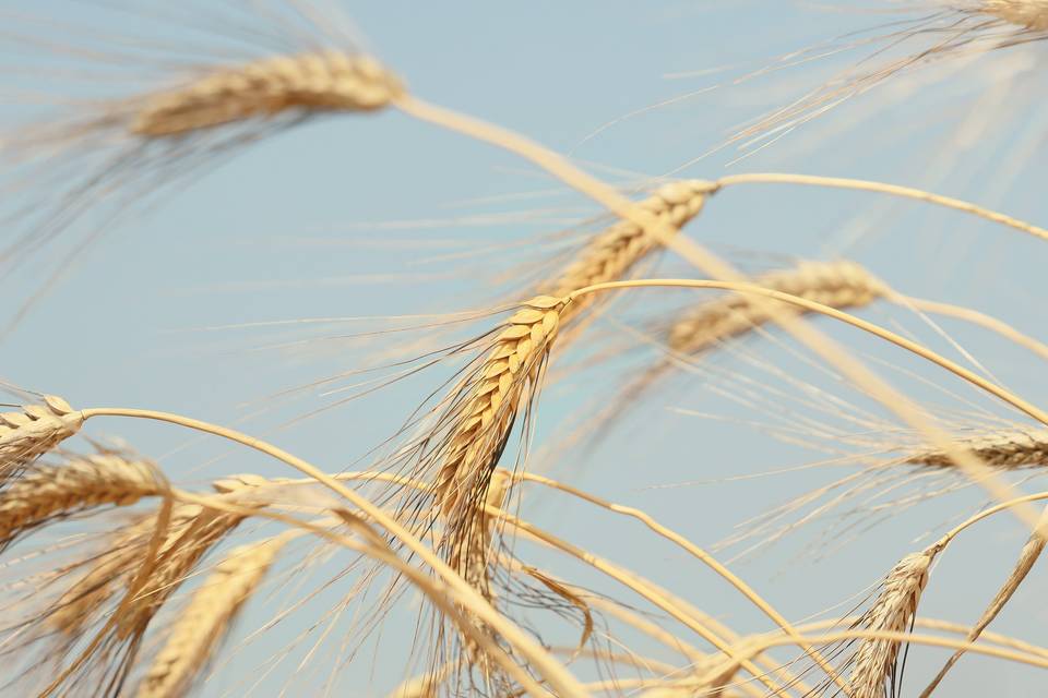 Grano
