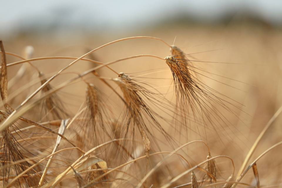 Grano