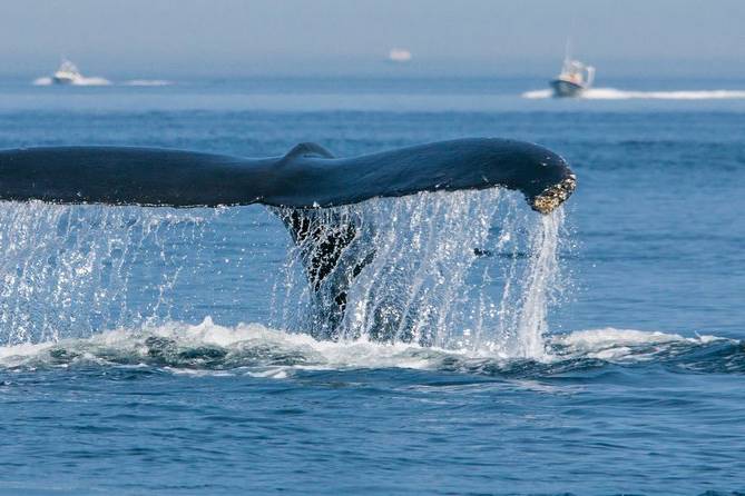 Whale Watching - Canada