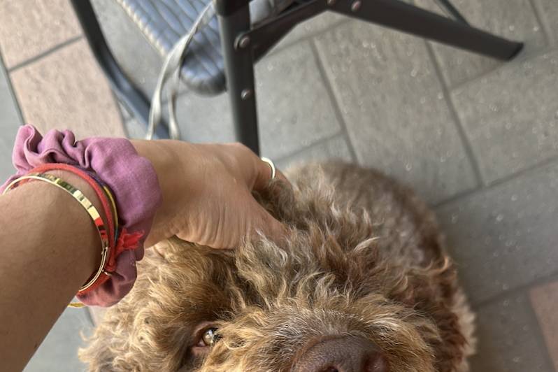 Dog sitter