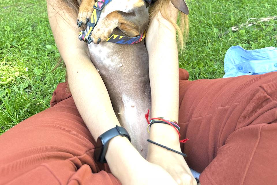 Dog sitter
