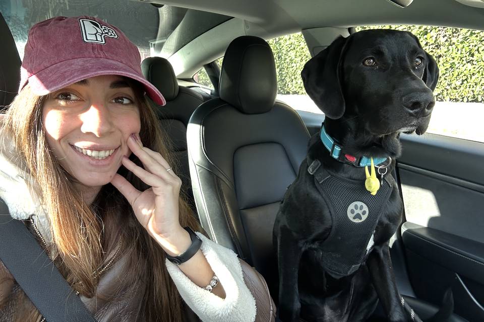 Taxi dog