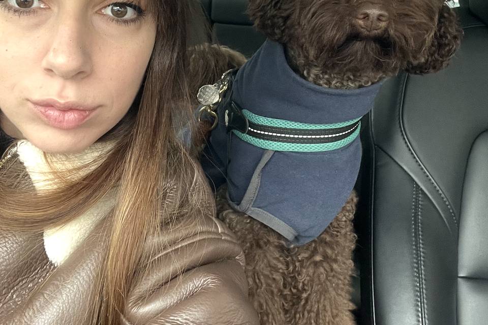Taxi dog