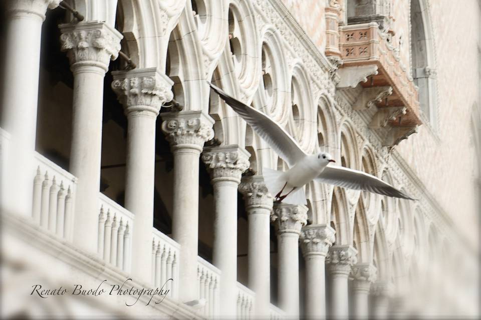 Renato Buodo Photography