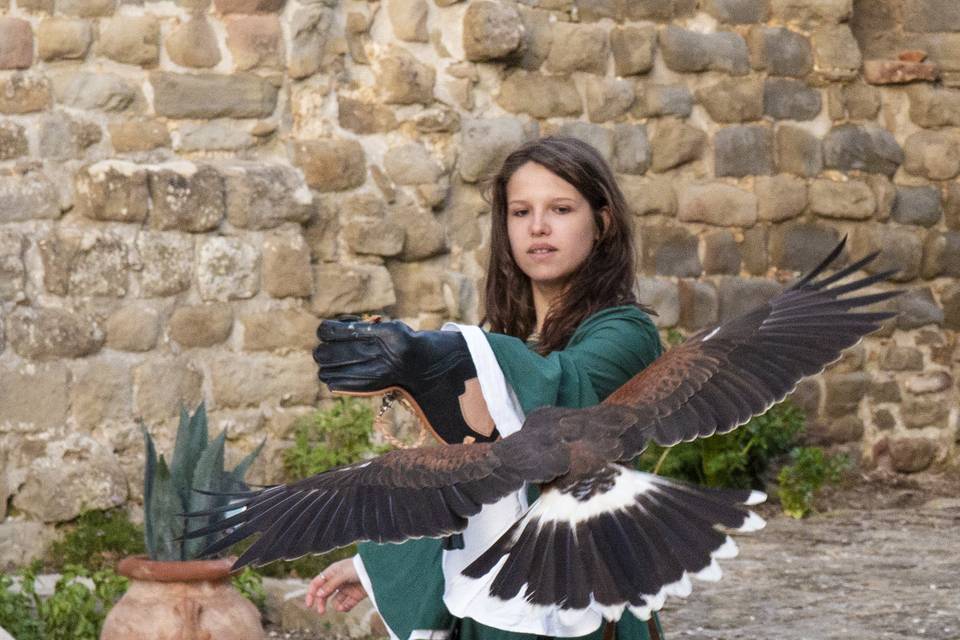 Falconeria
