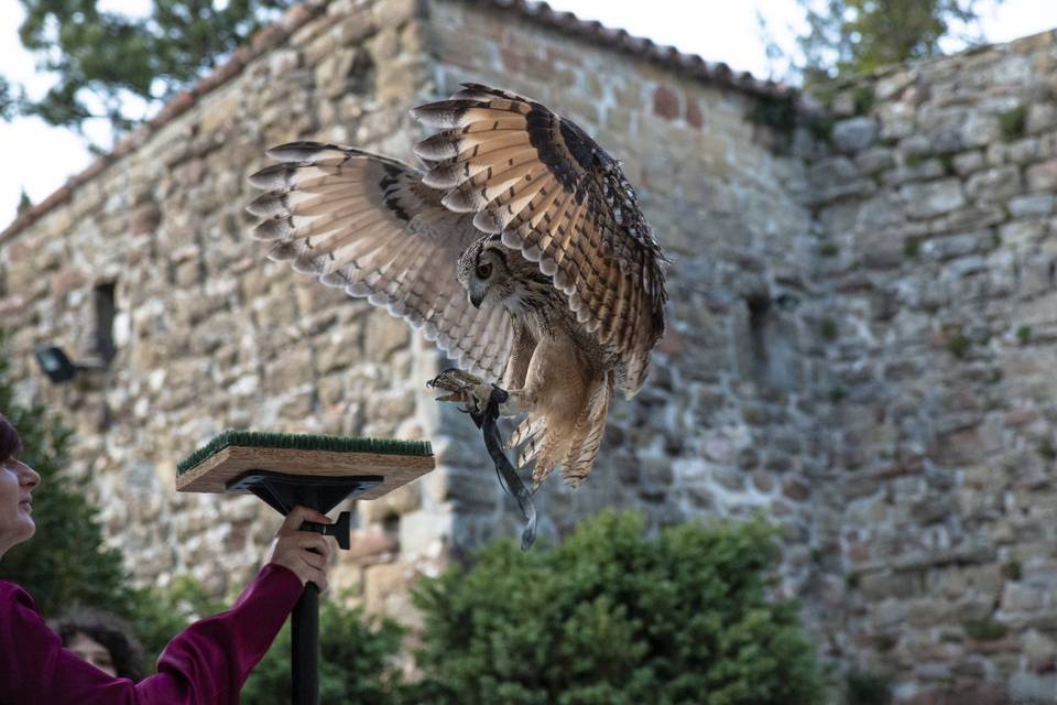 Falconeria