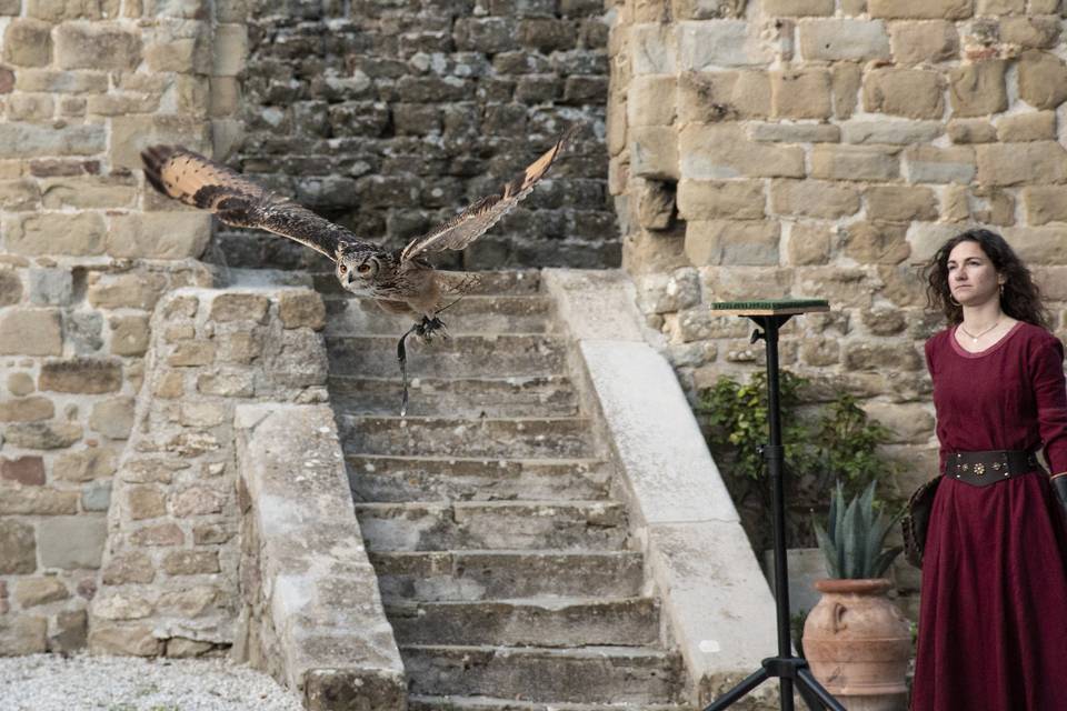Falco