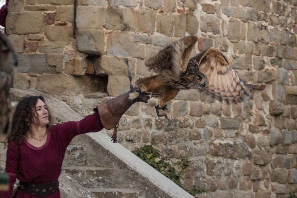 Falco