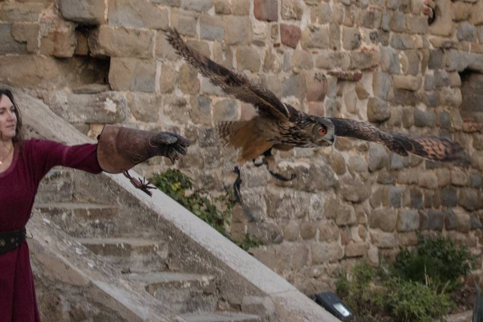 Falco