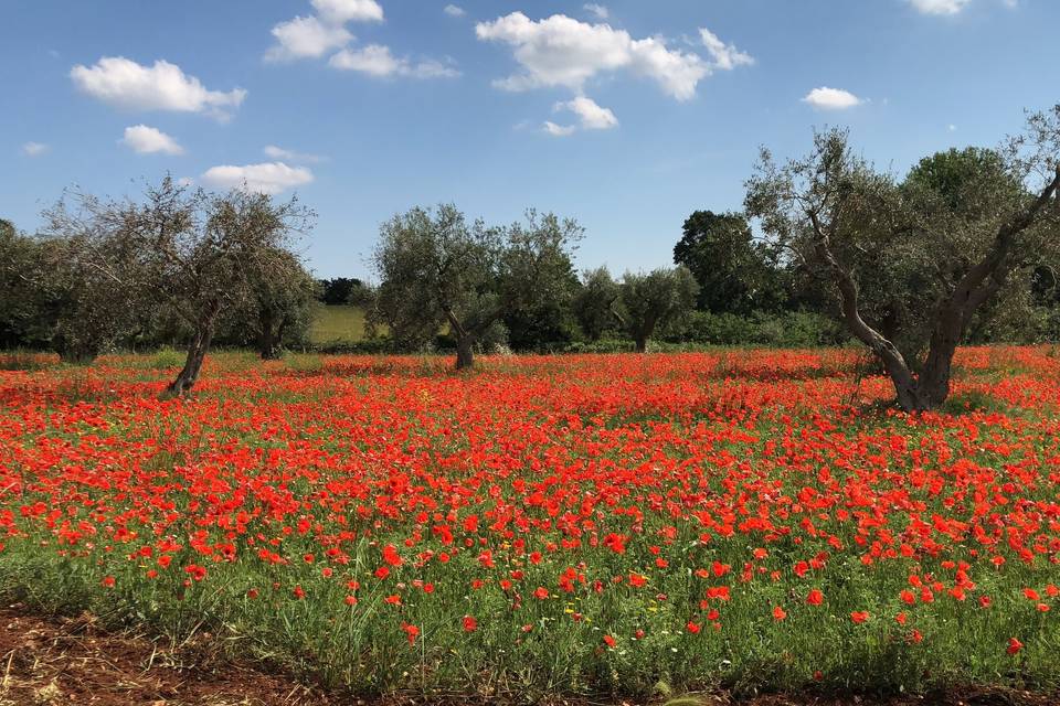 Masseria Battaglini