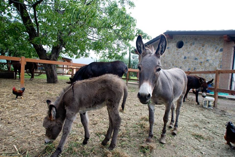 Fattoria