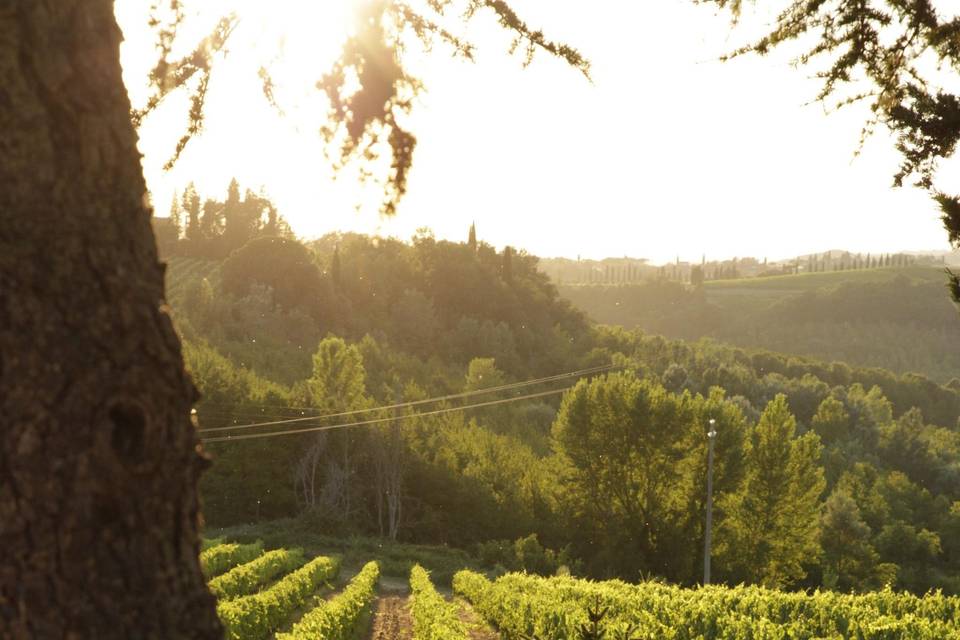 Tenuta San Donnino