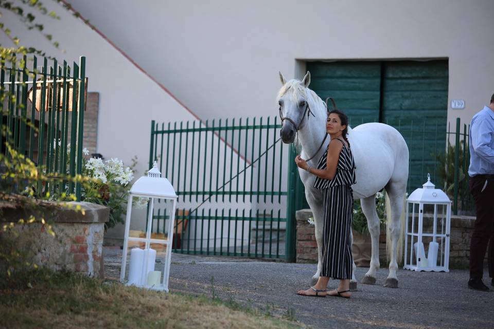 Cavallo bianco