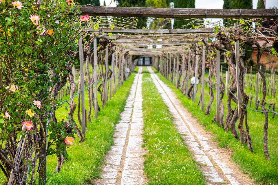 Le Vigne di San Pietro