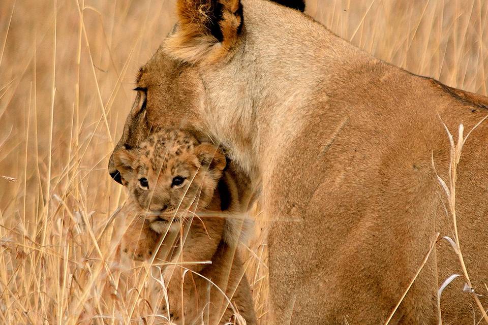 Tanzania, safari