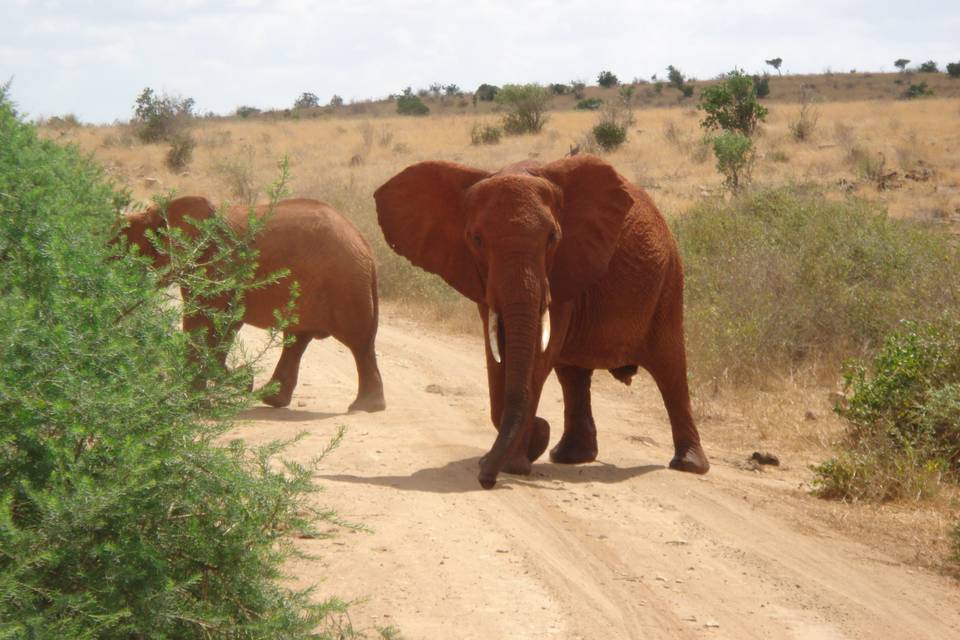 Safari Kenya