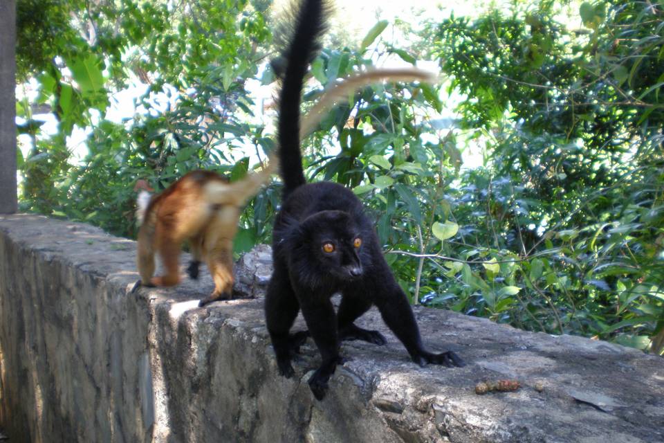 Lemuri Madagascar