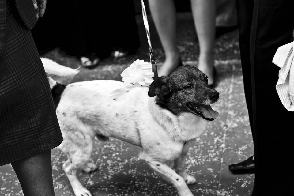 Cagnolino con fiocco