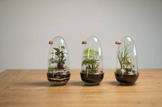 Samsiri Terrarium 1