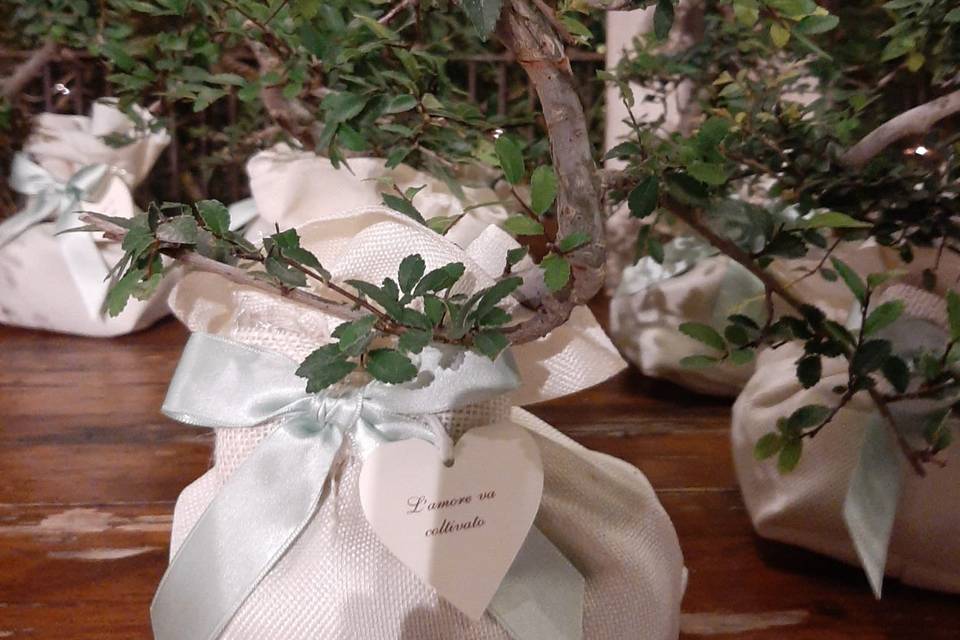Bonsai Iodice
