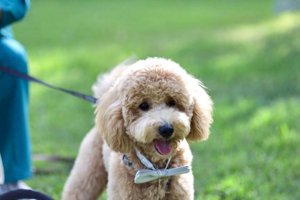 Ettore