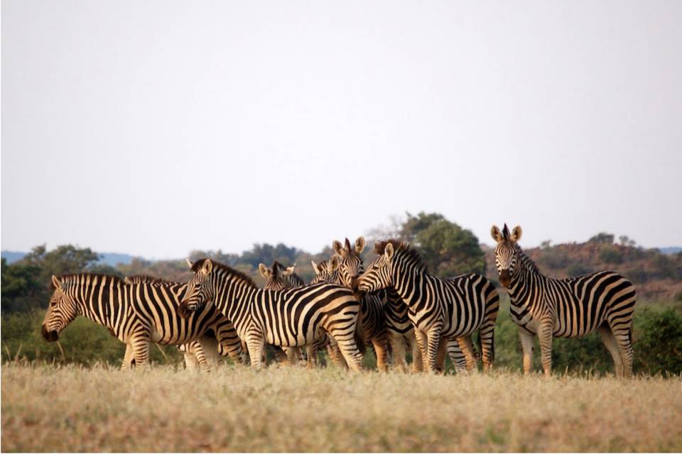 Safari
